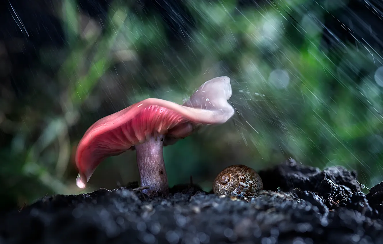 Фото обои лес, макро, дождь, гриб, боке