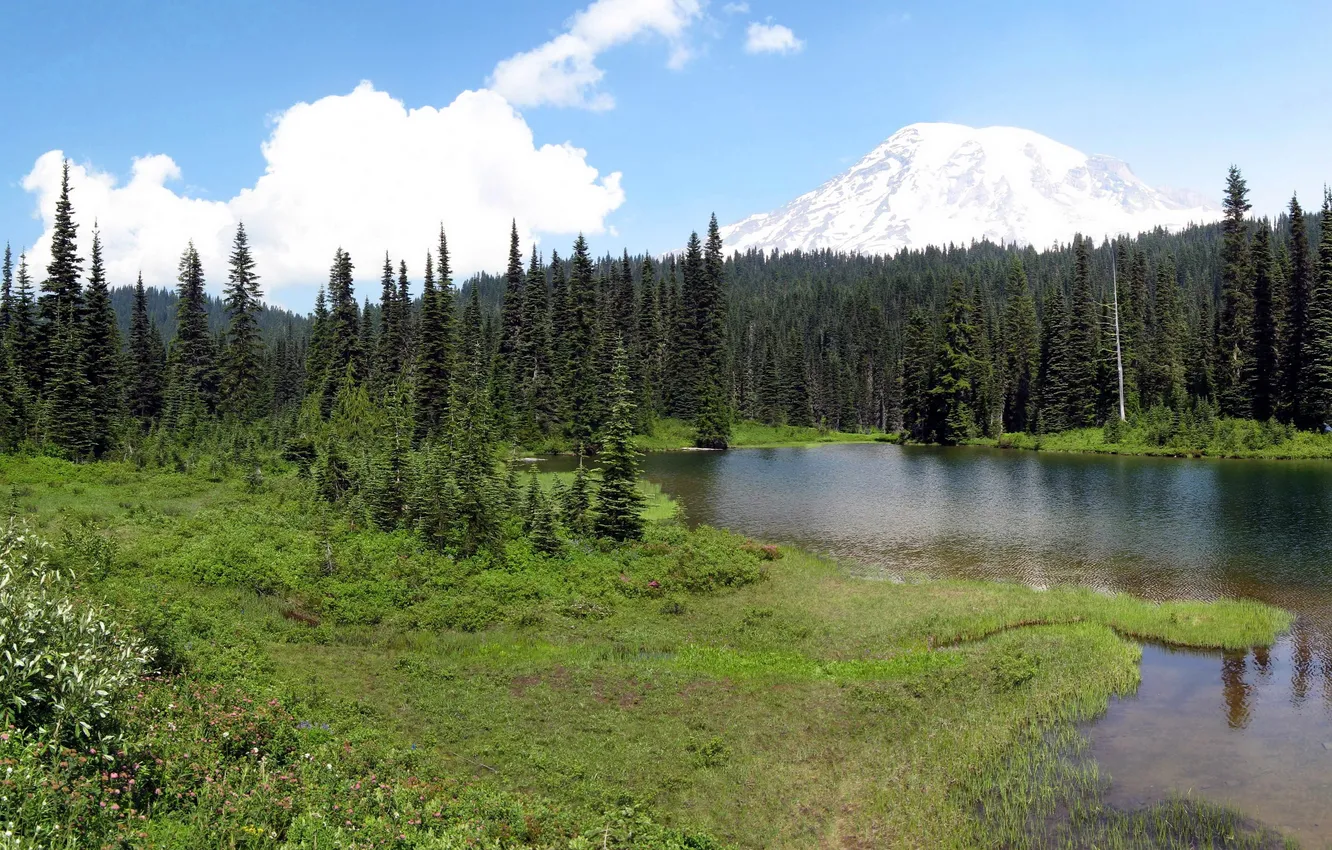 Фото обои лес, трава, природа, парк, фото, США, Washington, Mount Rainier