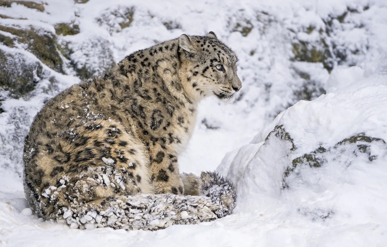 Фото обои снег, хищник, ирбис, снежный барс, сидит, дикая кошка, снежный леопард