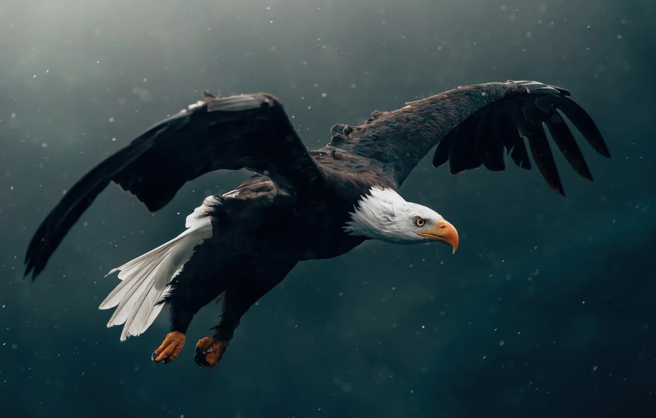 Фото обои Eagle, bird, animal, wildlife