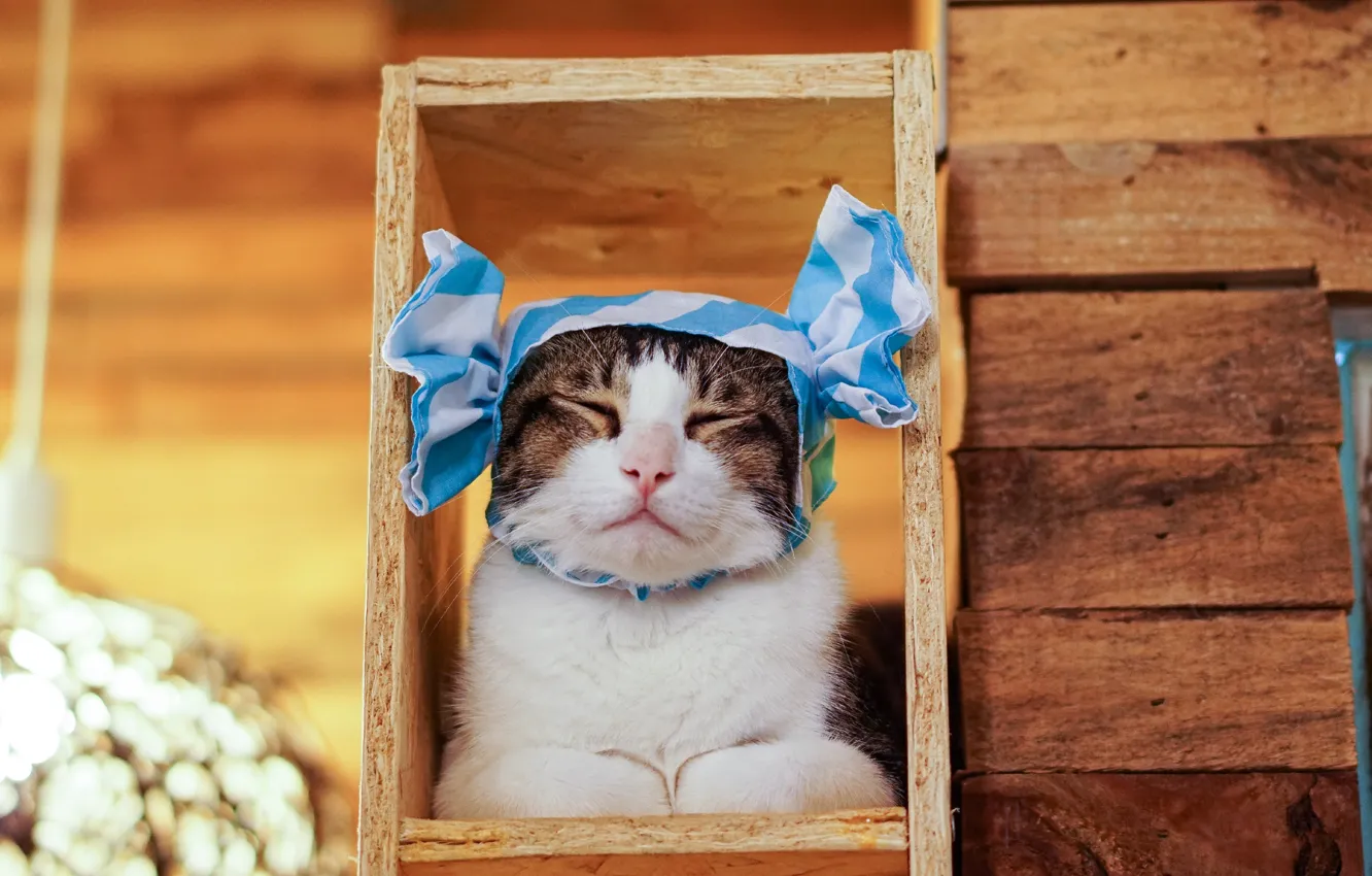 Фото обои кошка, кот, полоски, фон, доски, портрет, рамка, бантик