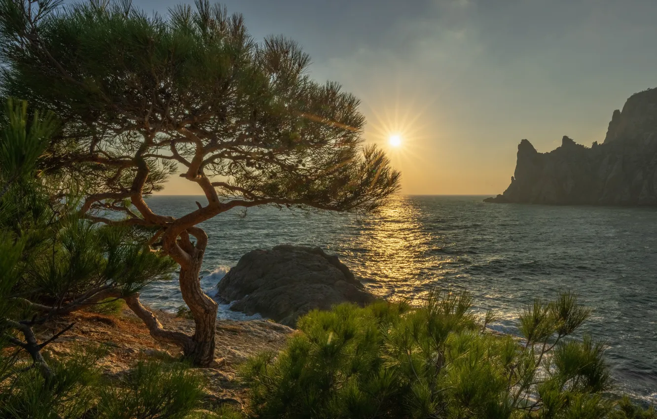 Фото обои море, солнце, лучи, пейзаж, природа, дерево, скалы, берег