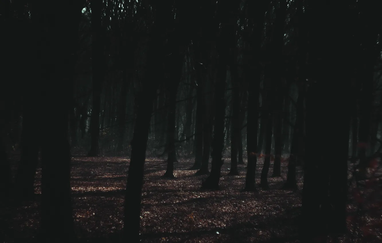 Фото обои осень, лунная ночь, настроение осени, прироДА, ночной лес, туман в лесу, ночь в лесу
