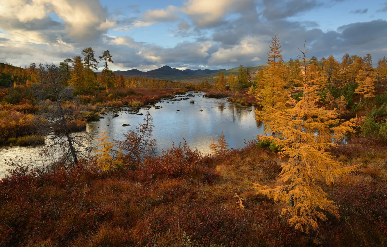 Фото обои осень, лес, небо, горы, берег, водоем, золотая осень, лиственницы