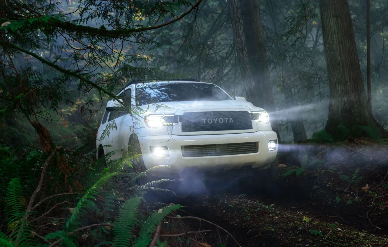 Фото обои машина, лес, свет, деревья, фары, оптика, Toyota, Sequoia