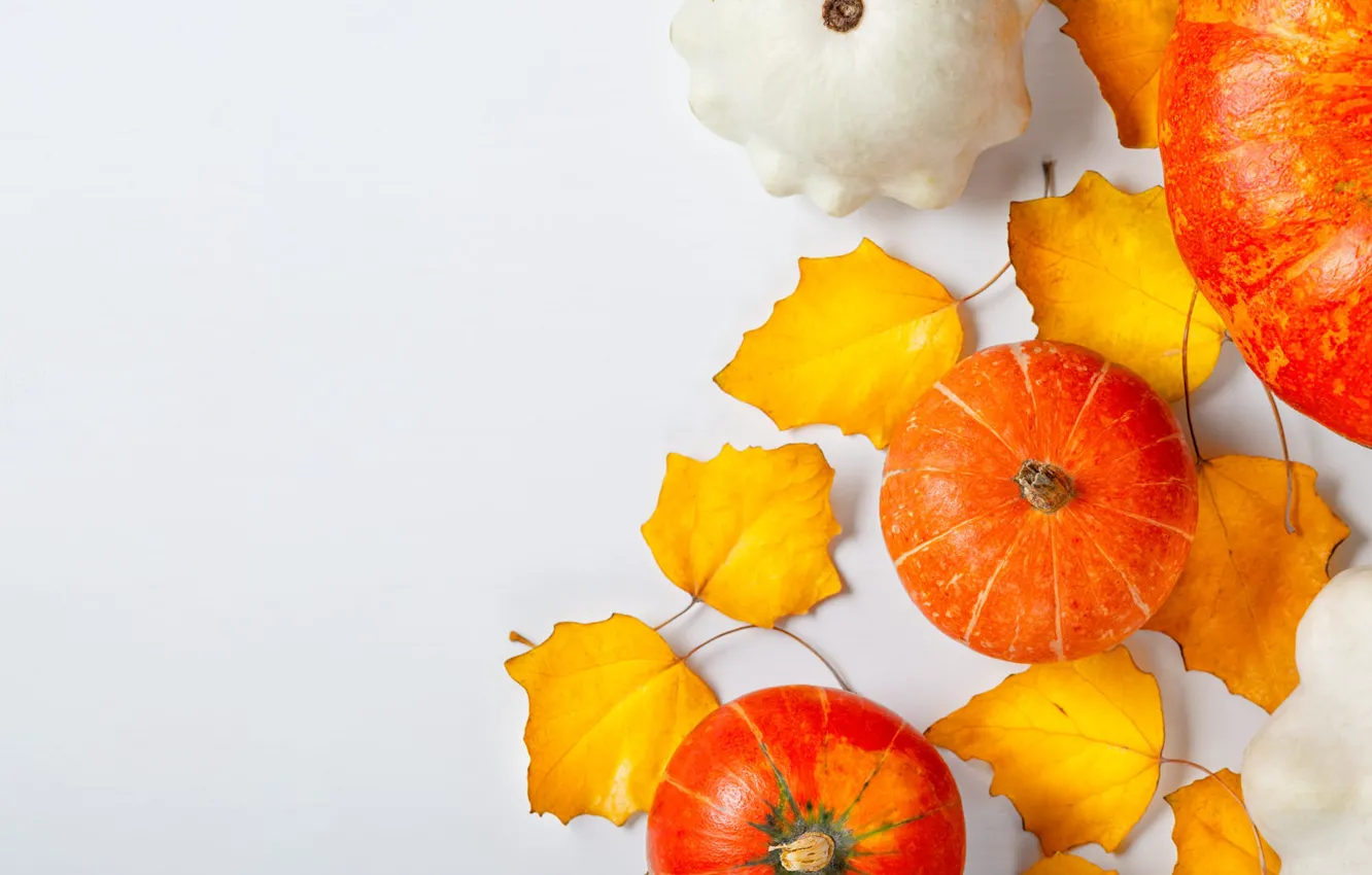 Фото обои осень, желтые, тыквы, белый фон, оранжевые, композиция, осенние листья