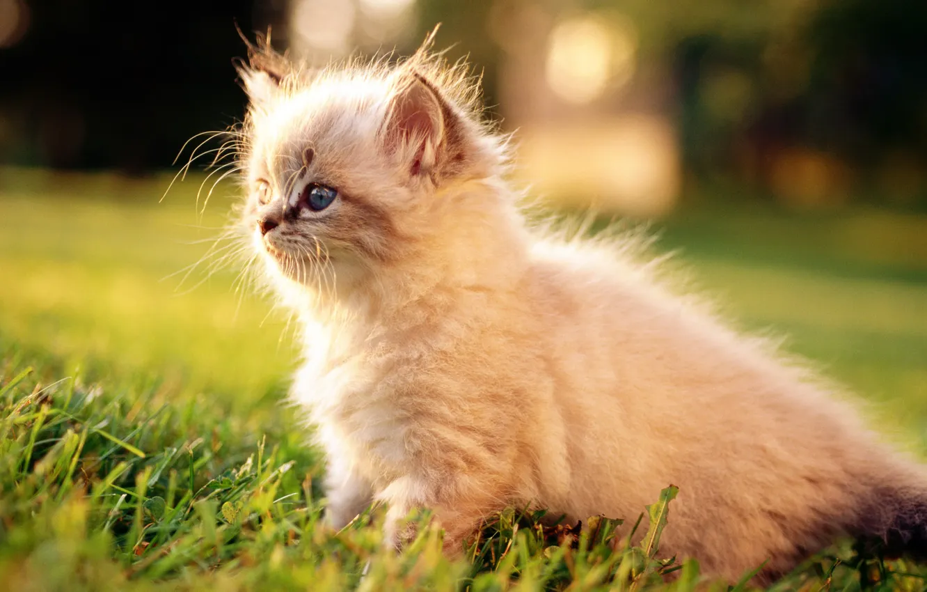 Фото обои кошка, белый, трава, кот, макро, котенок, cat