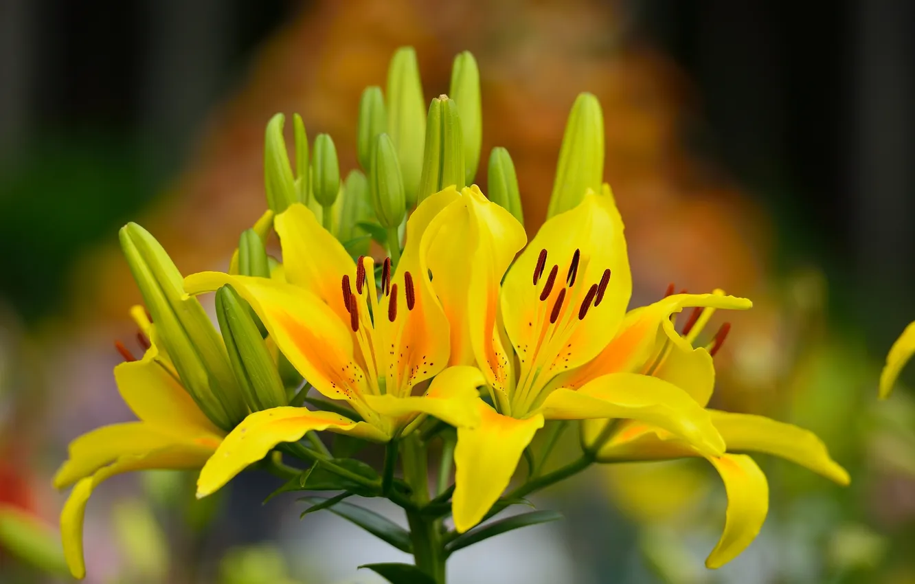 Фото обои листья, лилии, желтые, бутоны, цветение