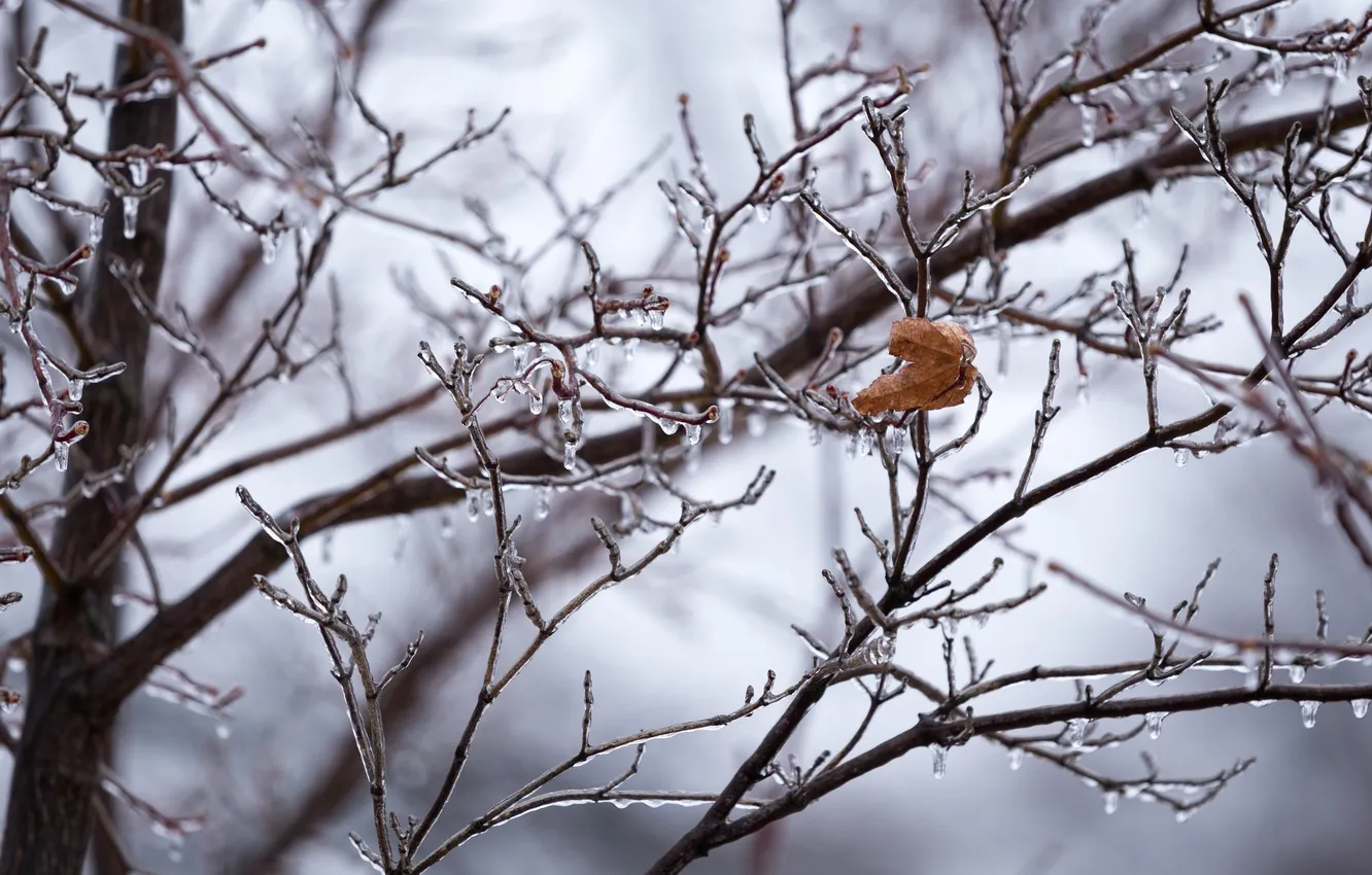 Фото обои холод, зима, макро, ветки, лист, лёд, одинокий