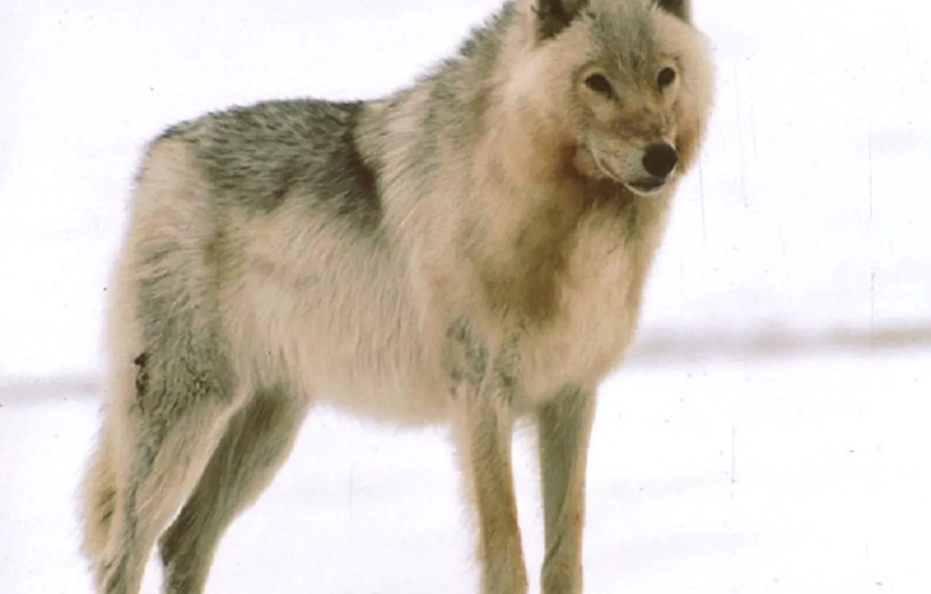 Фото обои nature, predator, animal, wolf, wildlife, portrait, Handsome, portrait.