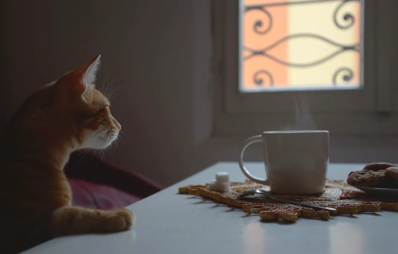 Фото обои кот, окно, рыжий, чашка
