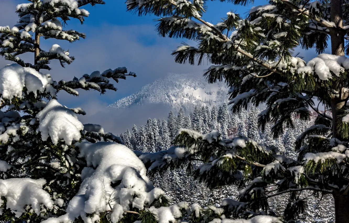 Фото обои зима, снег, деревья, пейзаж, горы, ветки, природа, леса