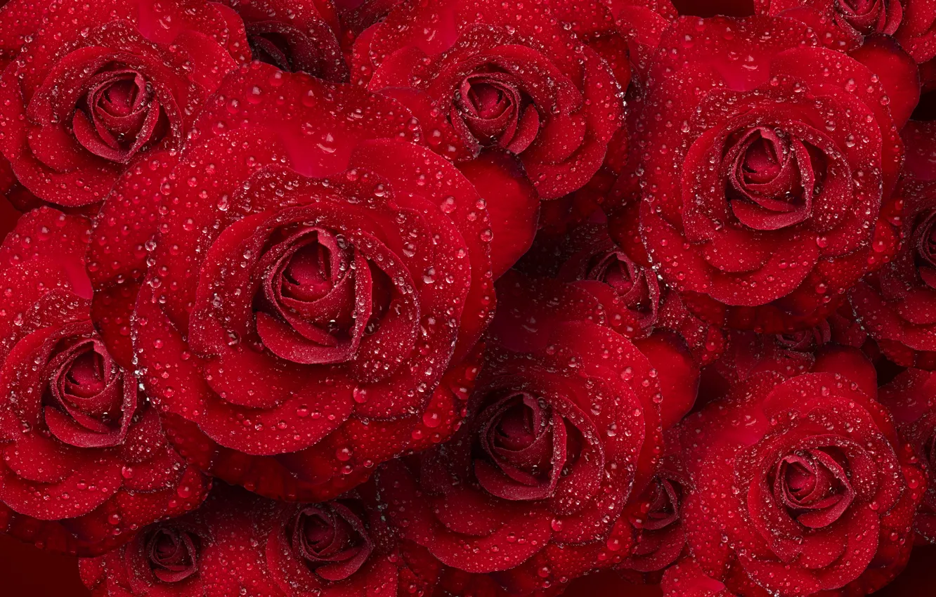 Фото обои вода, капли, розы, букет, красные