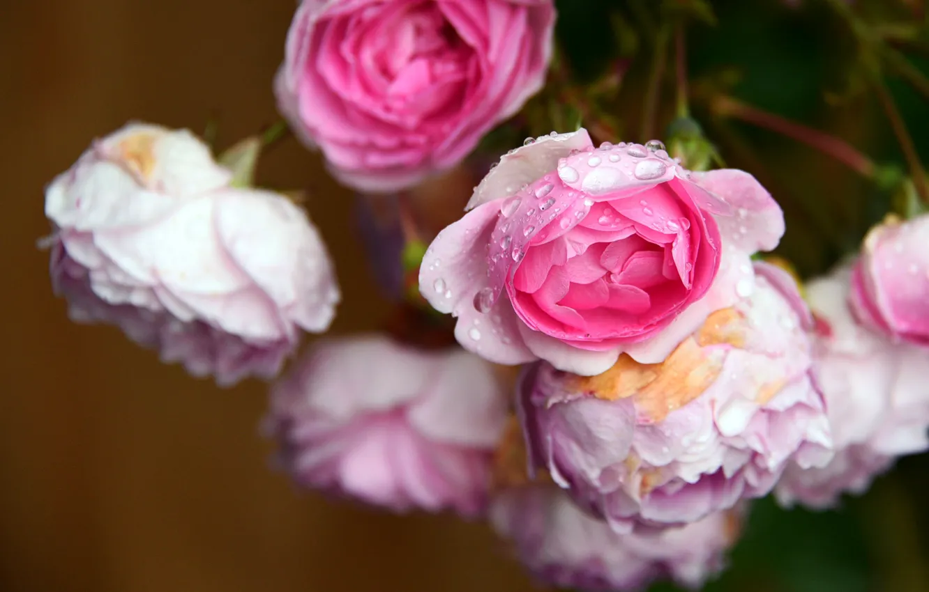 Фото обои капли, макро, розы, розовые, бутоны