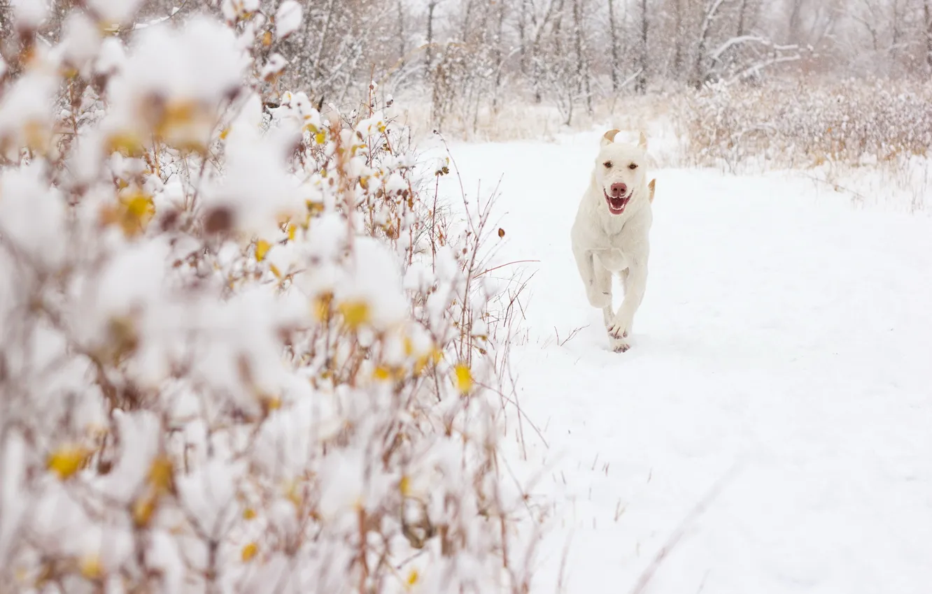 Фото обои снег, фон, собака