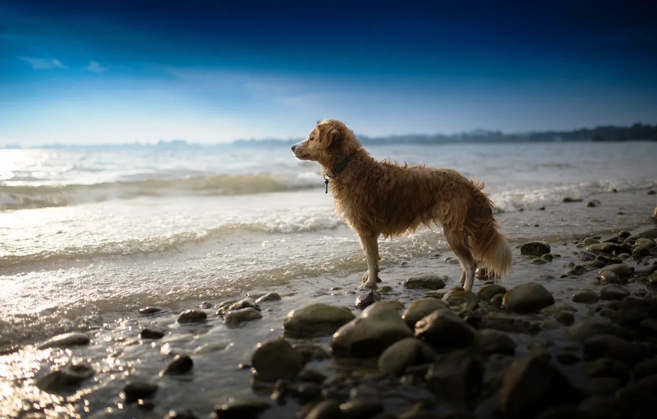 Фото обои море, взгляд, собака