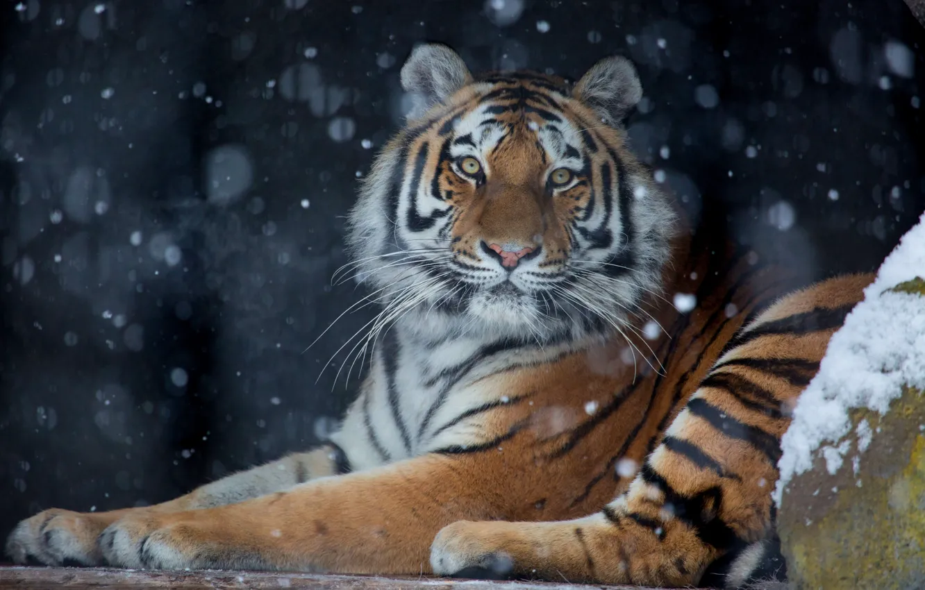 Фото обои зима, взгляд, снег, тигр, темный фон, снегопад