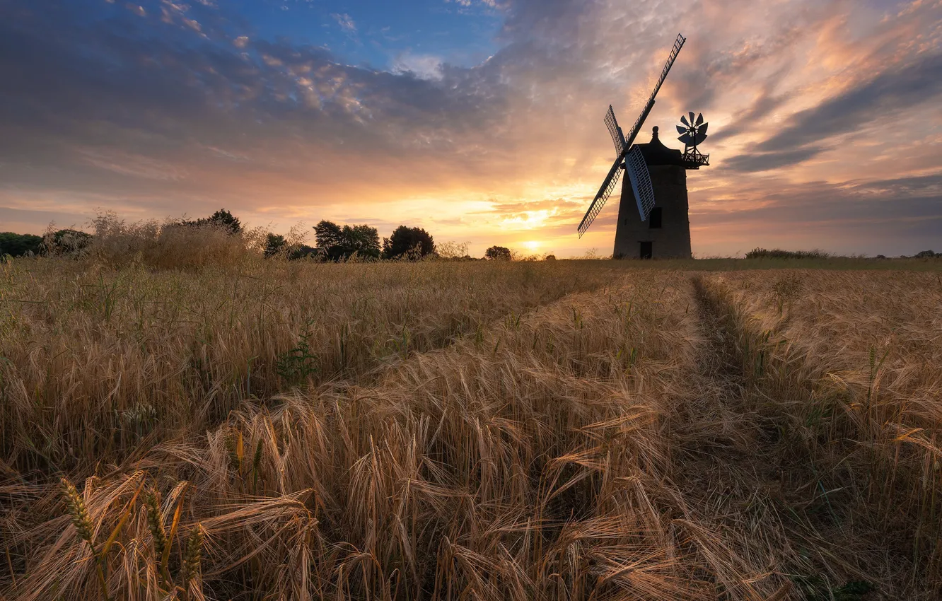 Фото обои поле, колосья, ветряная мельница
