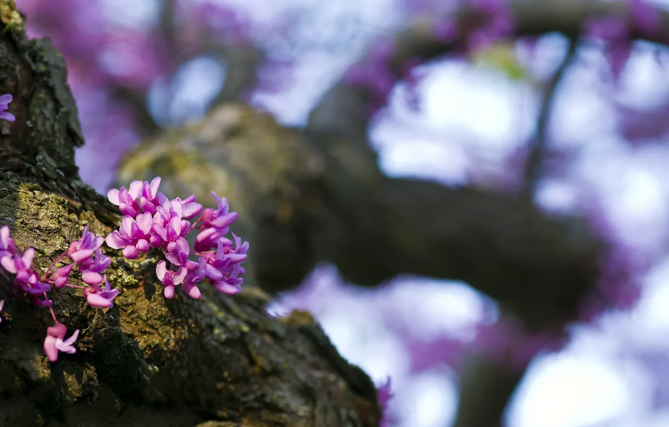 Фото обои природа, дерево, весна