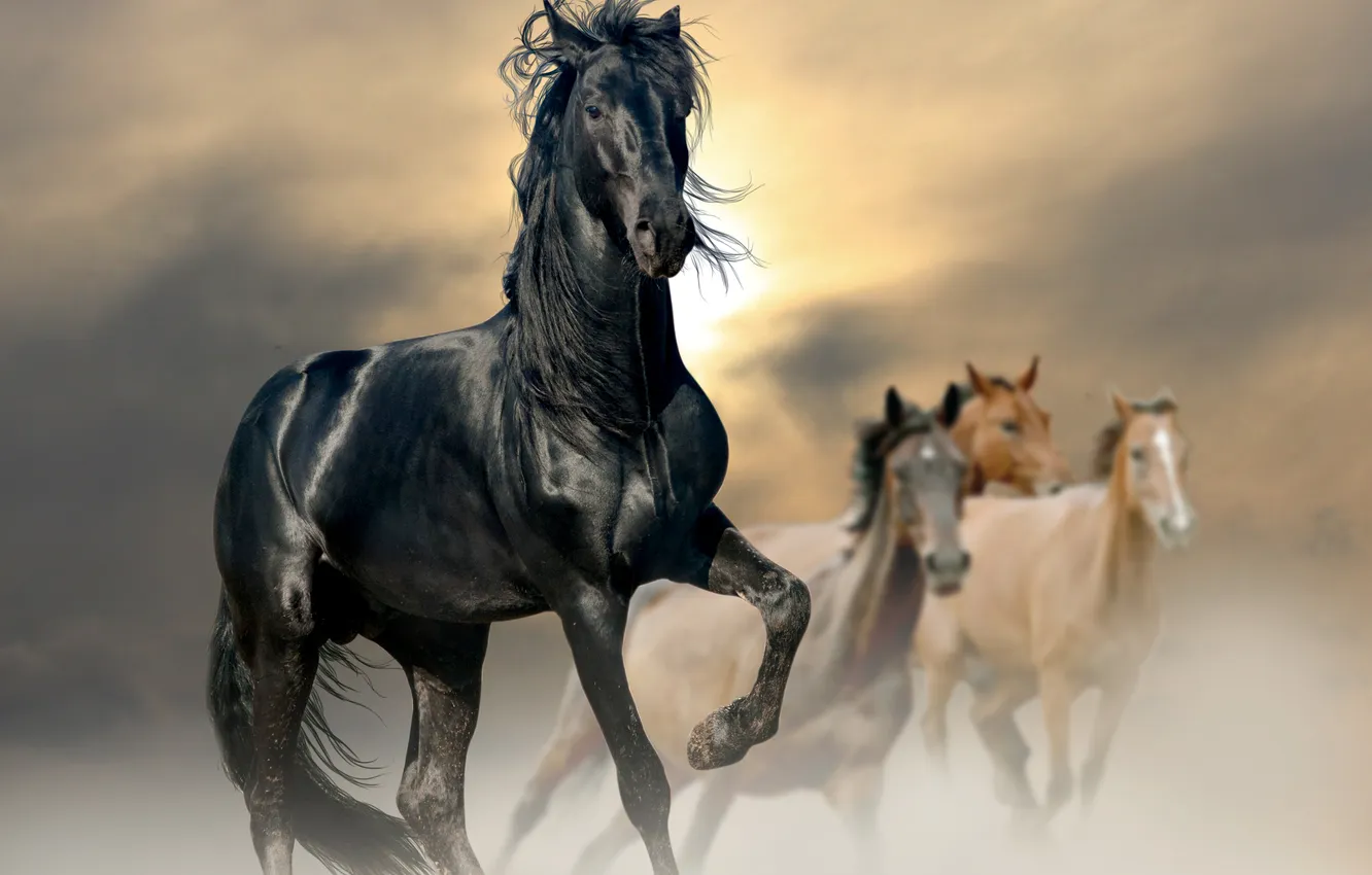 Фото обои солнце, конь, лошадь, пыль