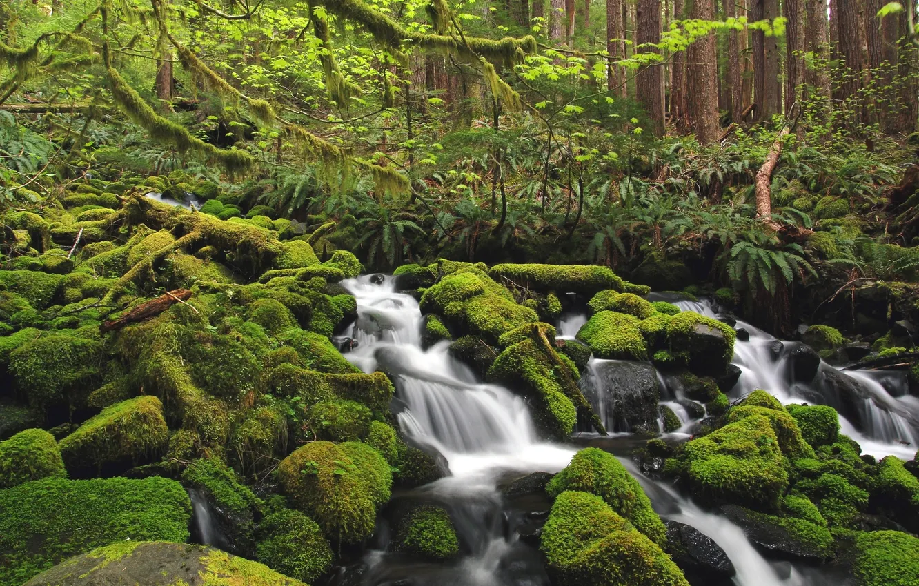Фото обои лес, вода, зеленый, река, камни, мох