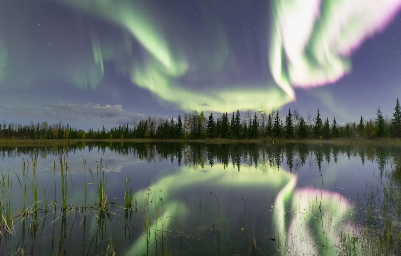 Фото обои лес, отражение, река, северное сияние, Канада, Canada, Northwest Territories, Северо-Западные территории