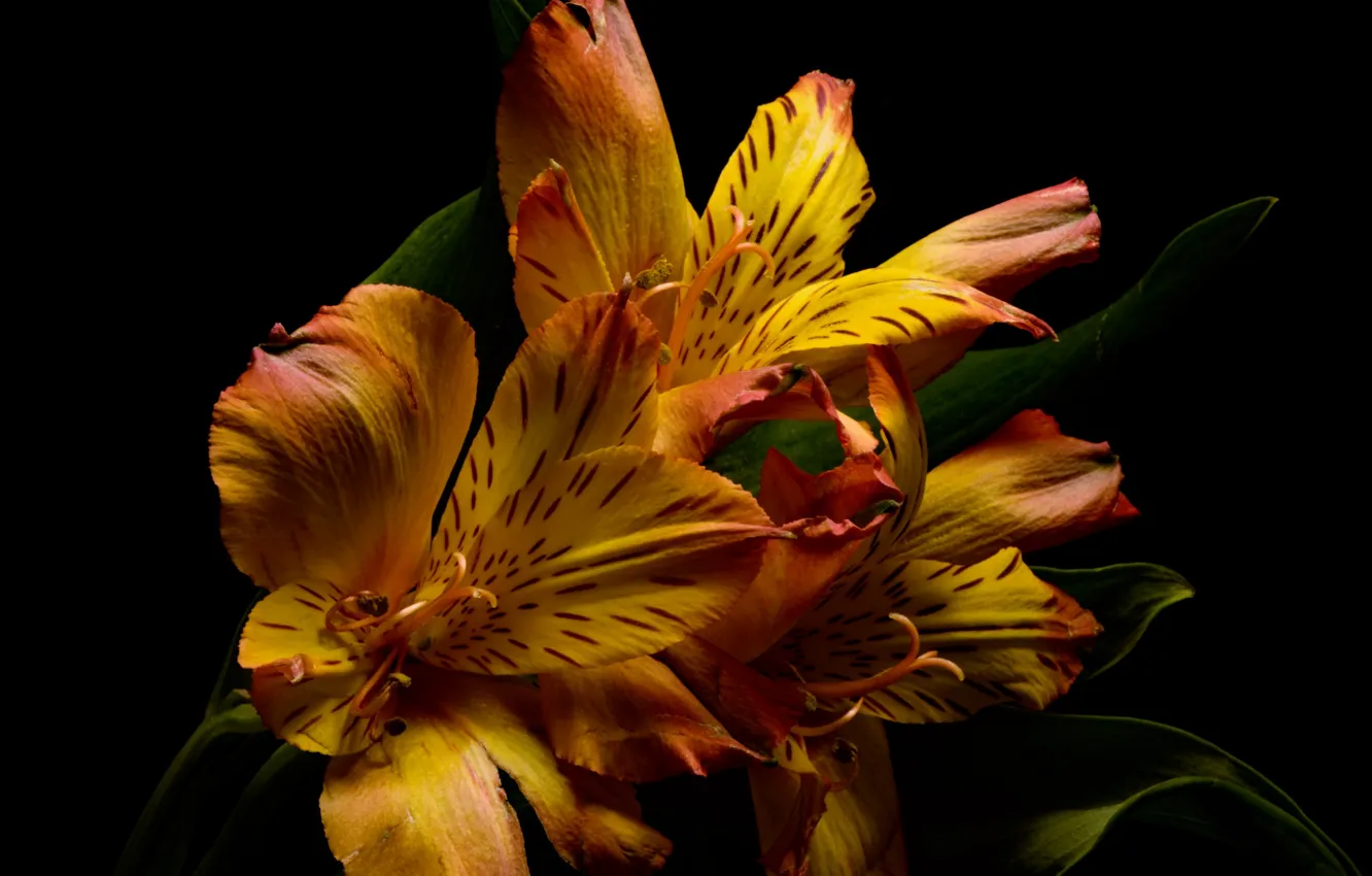 Фото обои цветы, фон, Orange Alstroemeria