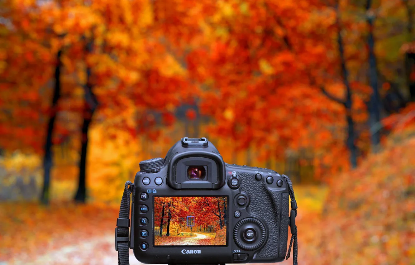 Фото обои Природа, Осень, Деревья, Лес, Фотоаппарат, Пейзаж, Canon, Фотография
