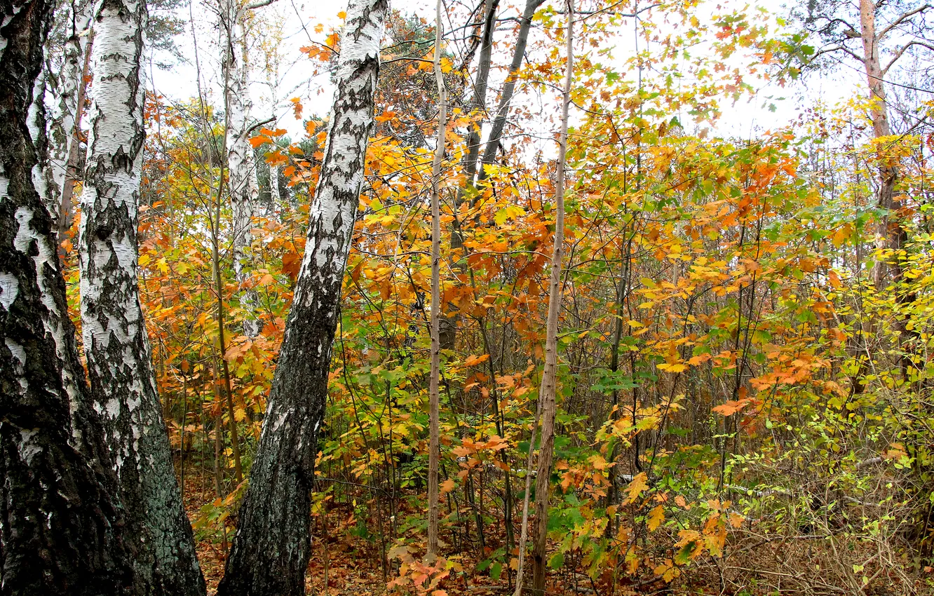 Фото обои forest, park, autumn, fall