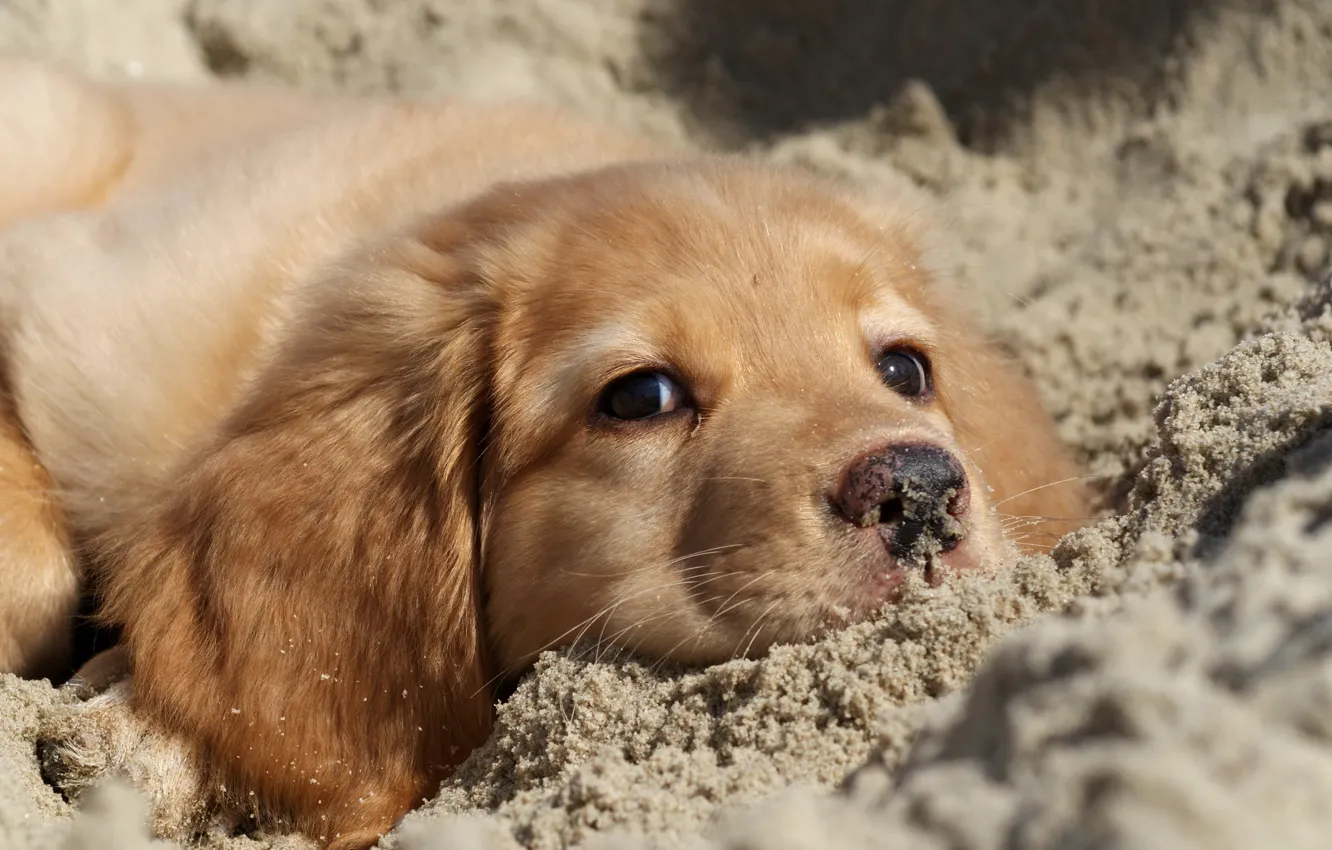 Фото обои песок, природа, собака