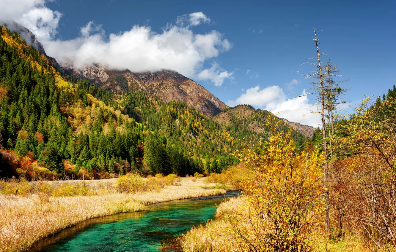 Фото обои осень, лес, небо, трава, облака, деревья, горы, ручей
