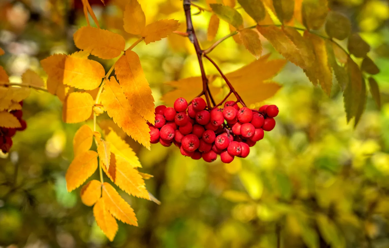 Фото обои осень, листья, ягоды, краски, ветка, рябина