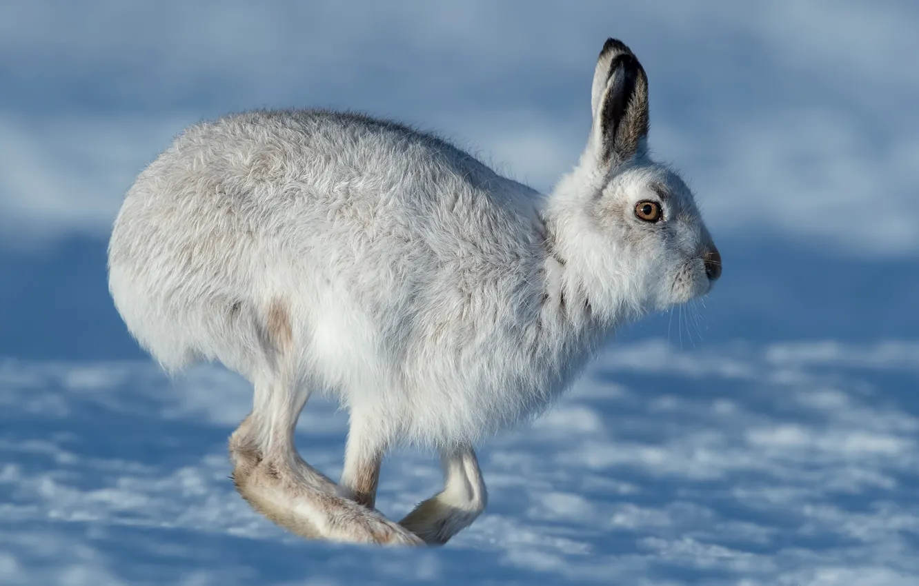 Фото обои зима, взгляд, снег, заяц, профиль, прогулка, зайчик, беляк