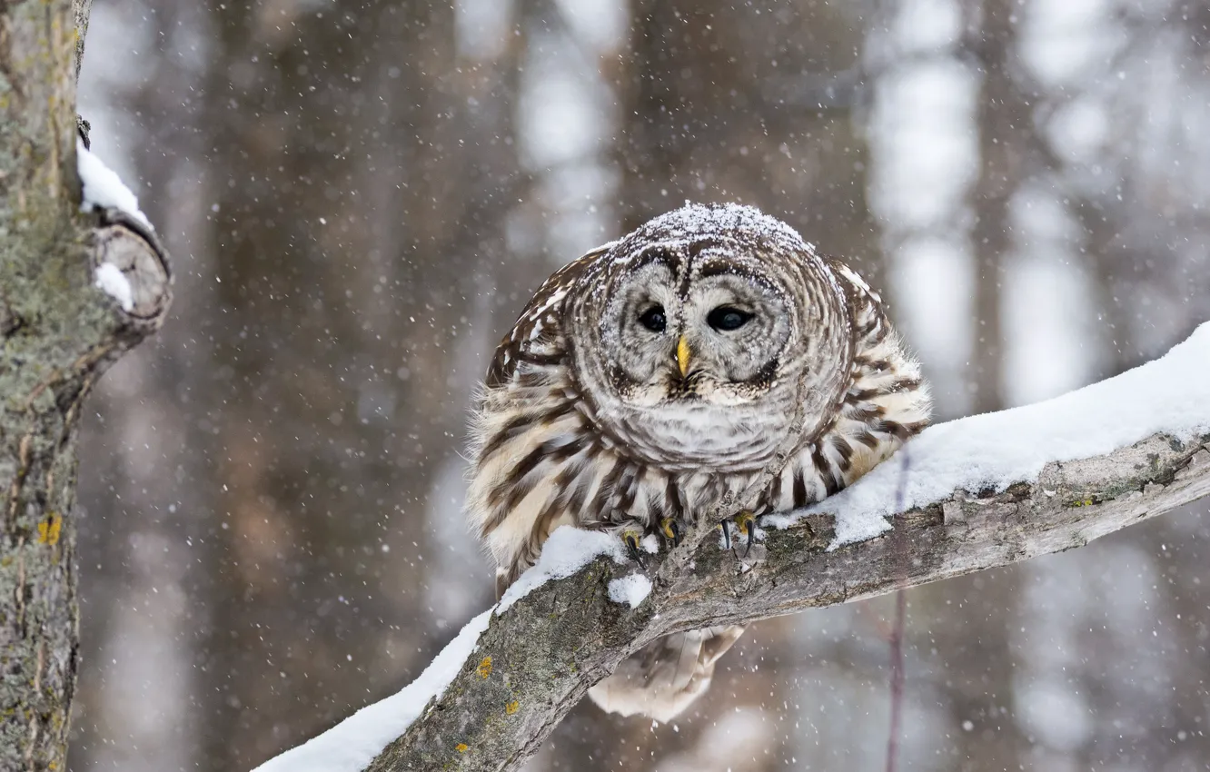 Фото обои зима, снег, поза, сова, птица, ветка, снегопад, неясыть