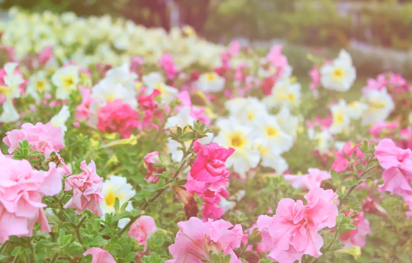 Фото обои цветы, парк, сад