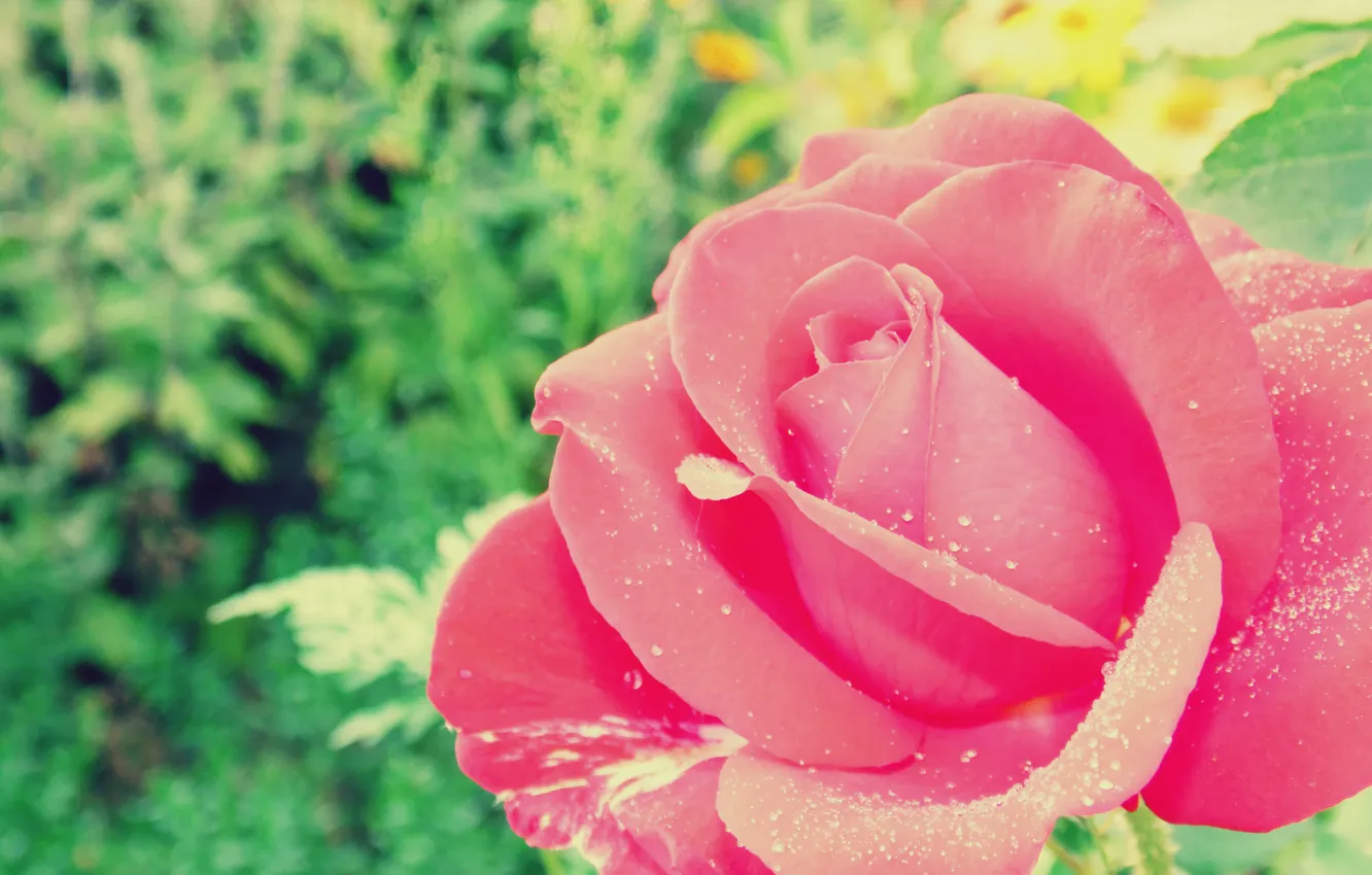 Фото обои капли, макро, цветы, роса, розовый, роза, сад