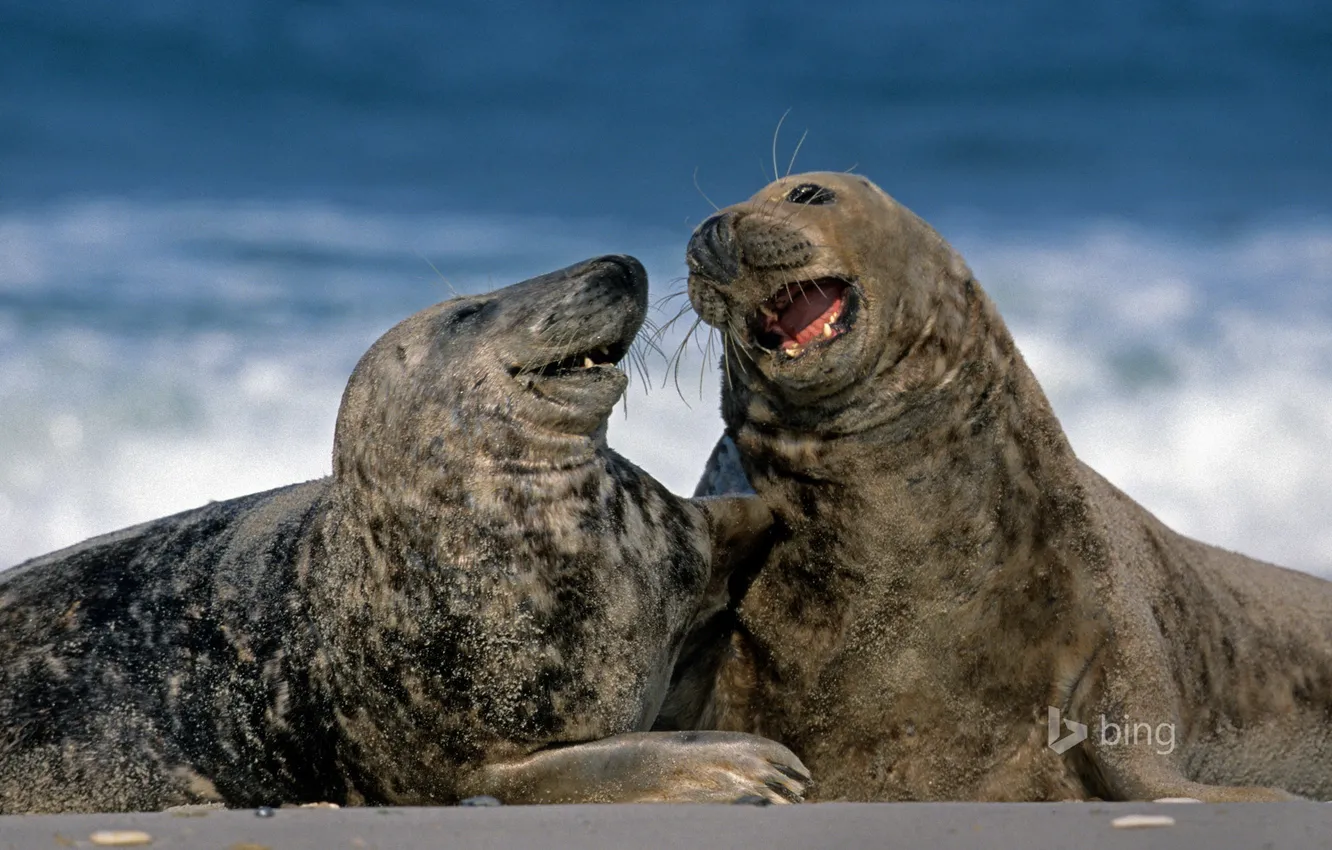 Фото обои Германия, Гельголанд, серые тюлени