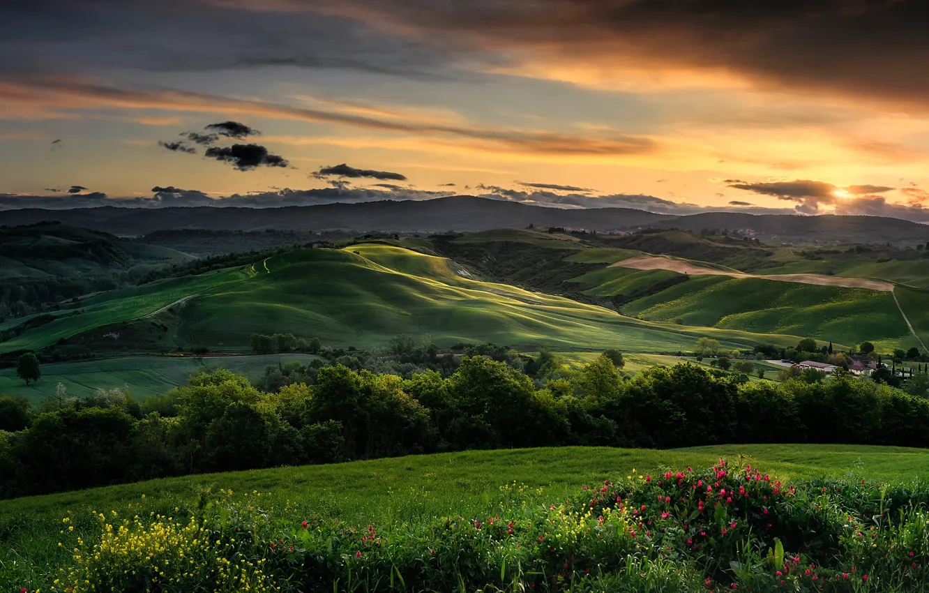 Фото обои деревья, пейзаж, закат, цветы, природа, холмы, поля, Италия