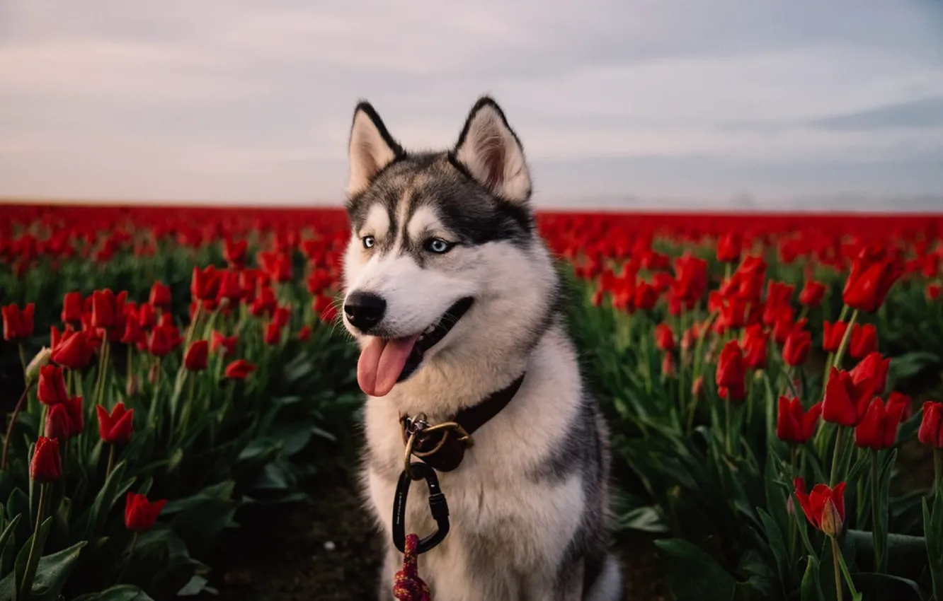 Фото обои цветы, красный, поля, собака, тюльпаны, хаски, лайка