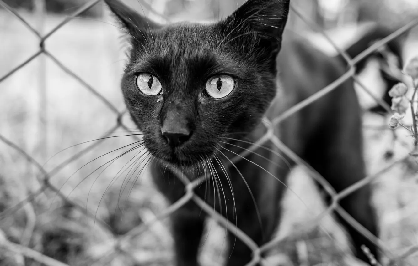 Фото обои глаза, кот, взгляд, забор