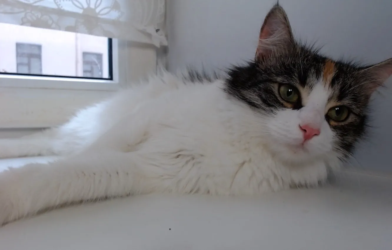 Фото обои киса, котэ, кис кис