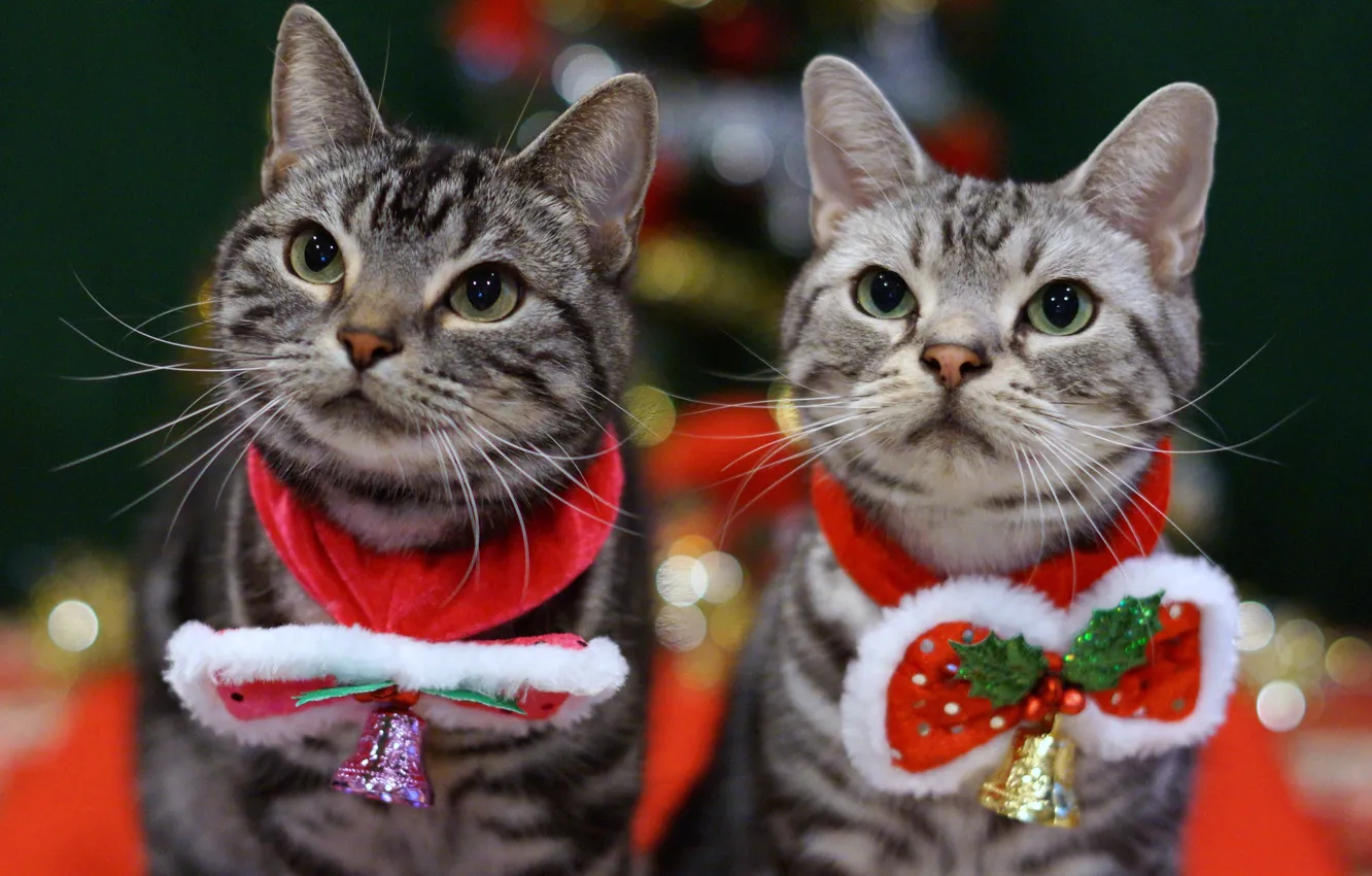 Фото обои фон, кошаки, коты, новый год