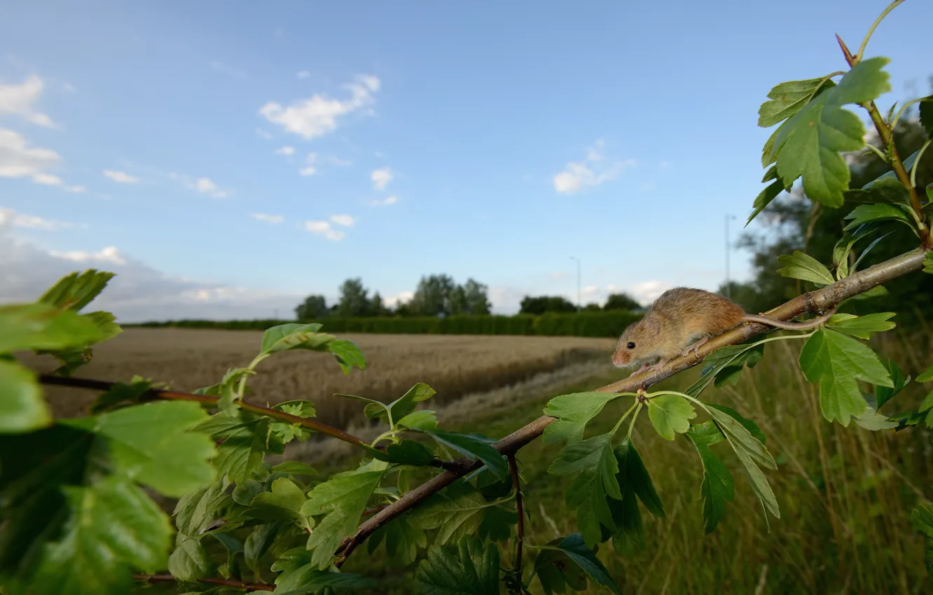 Фото обои поле, небо, листья, ветки, мышь, мышка, колосья, злаки