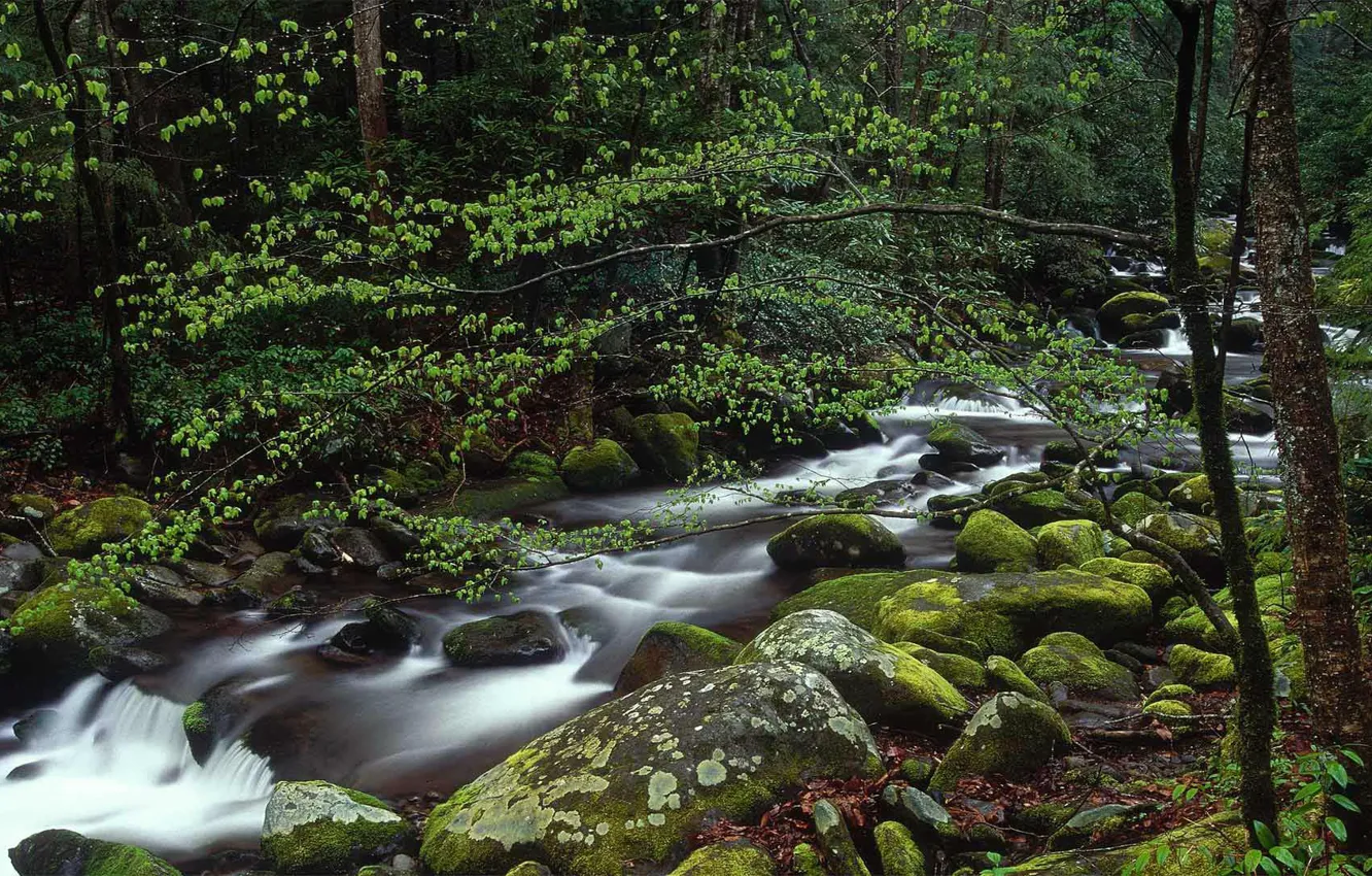 Фото обои лес, река, камни, США, штат Теннесси, Национальный парк Грэйт Смоки Маунтинс