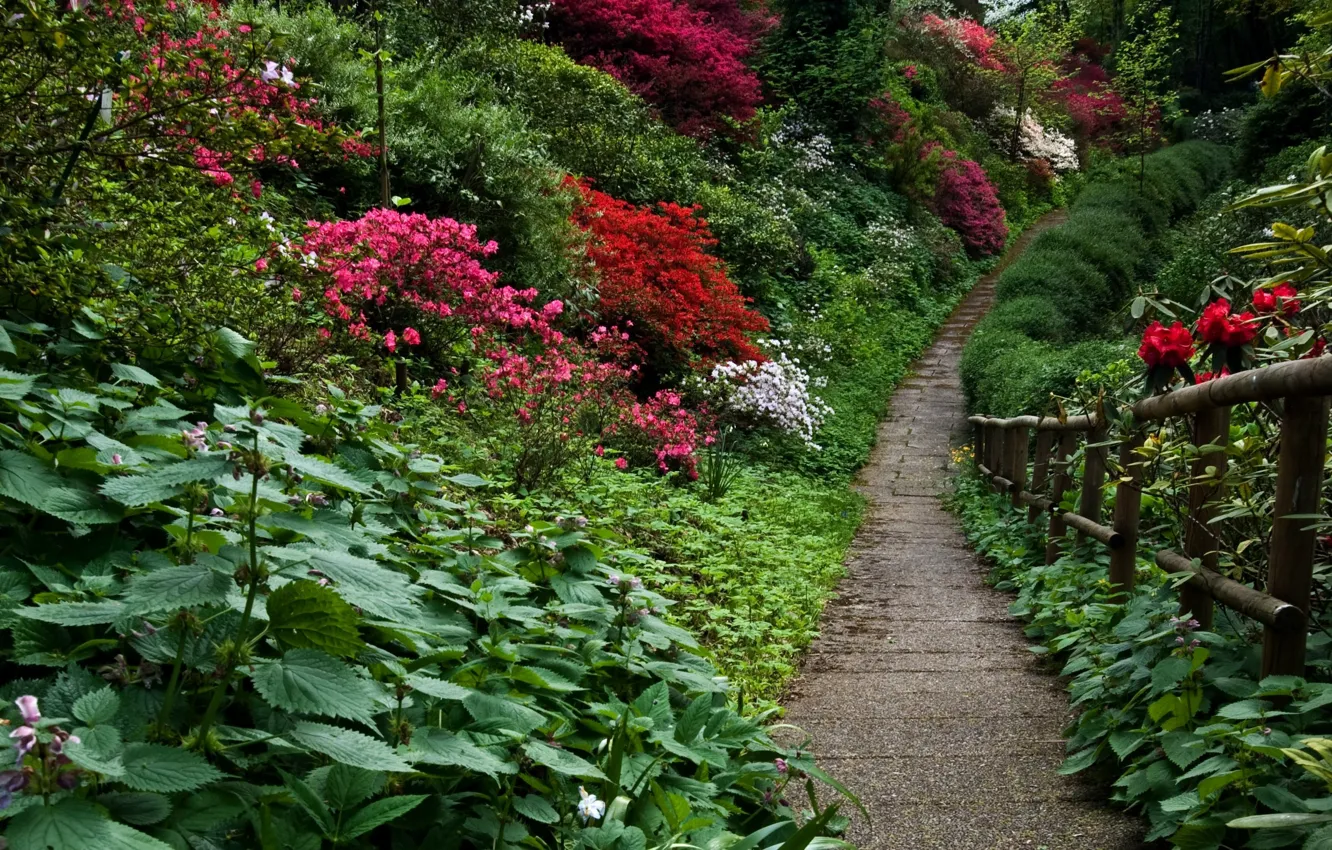 Фото обои растения, сад, дорожка, Nature, flowers, garden, path
