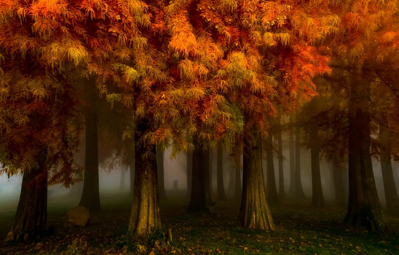 Фото обои осень, лес, деревья, природа, туман, парк, утро