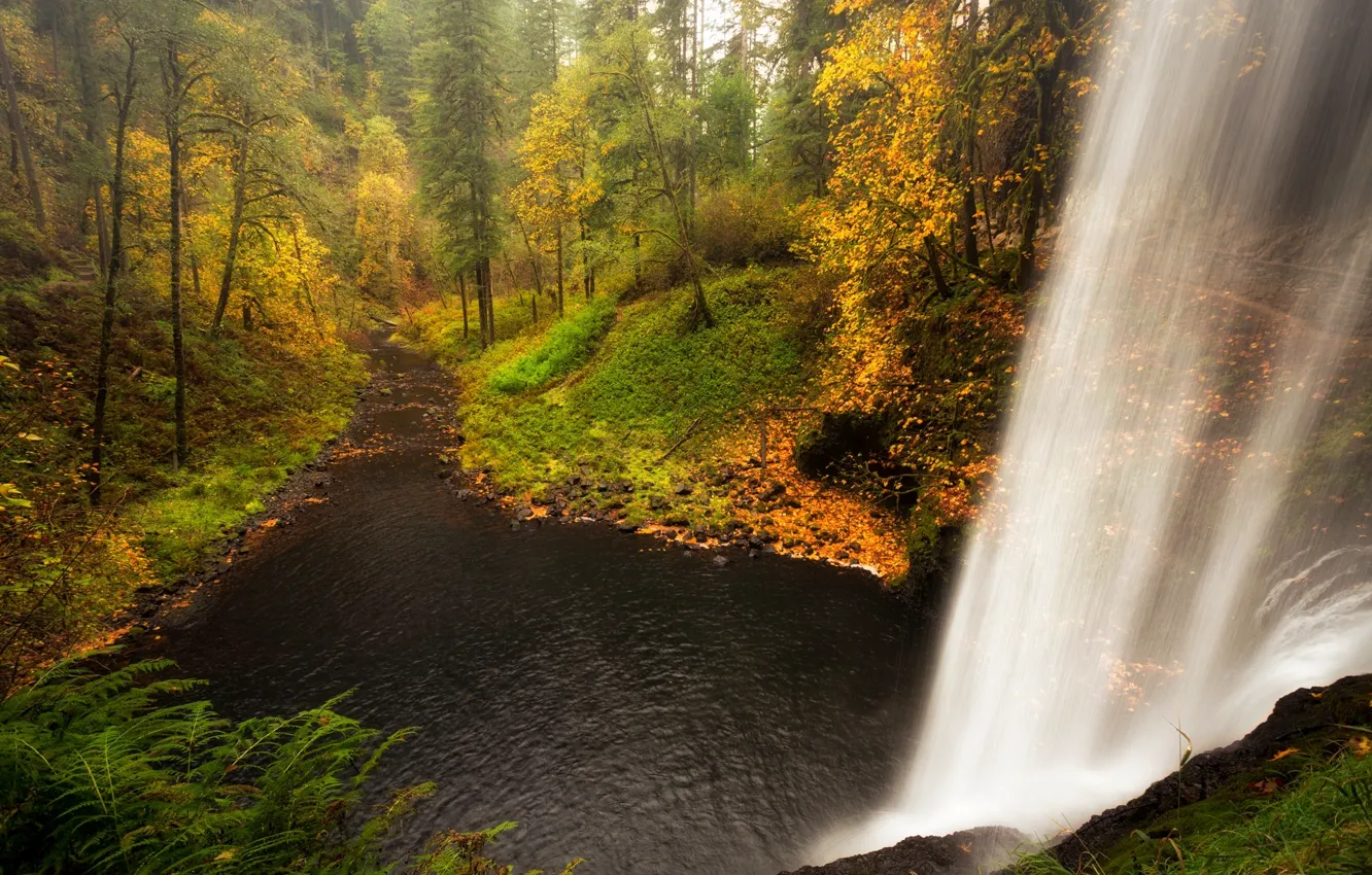 Фото обои лес, вода, деревья, пейзаж, водопад, Природа, forest, river