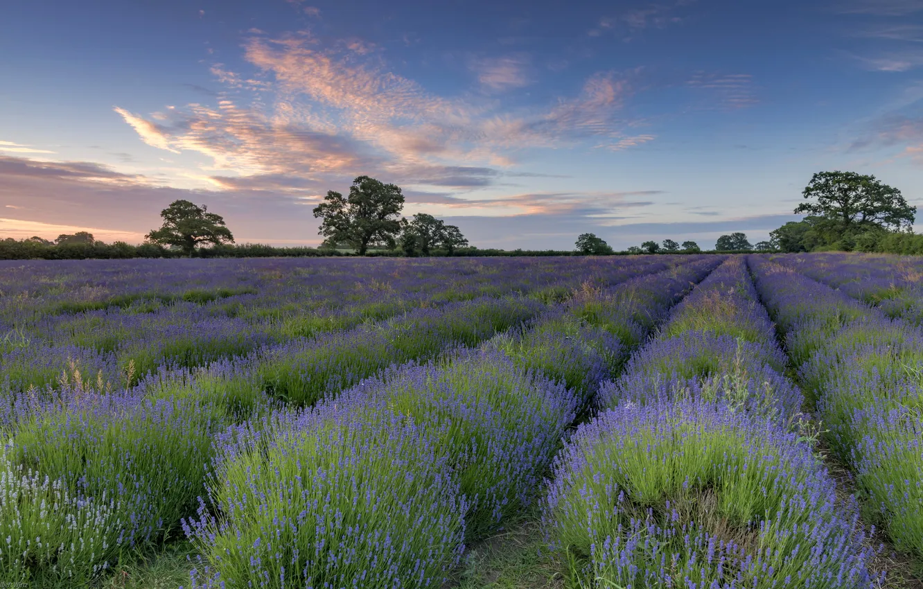 Фото обои поле, цветы, природа, лаванда