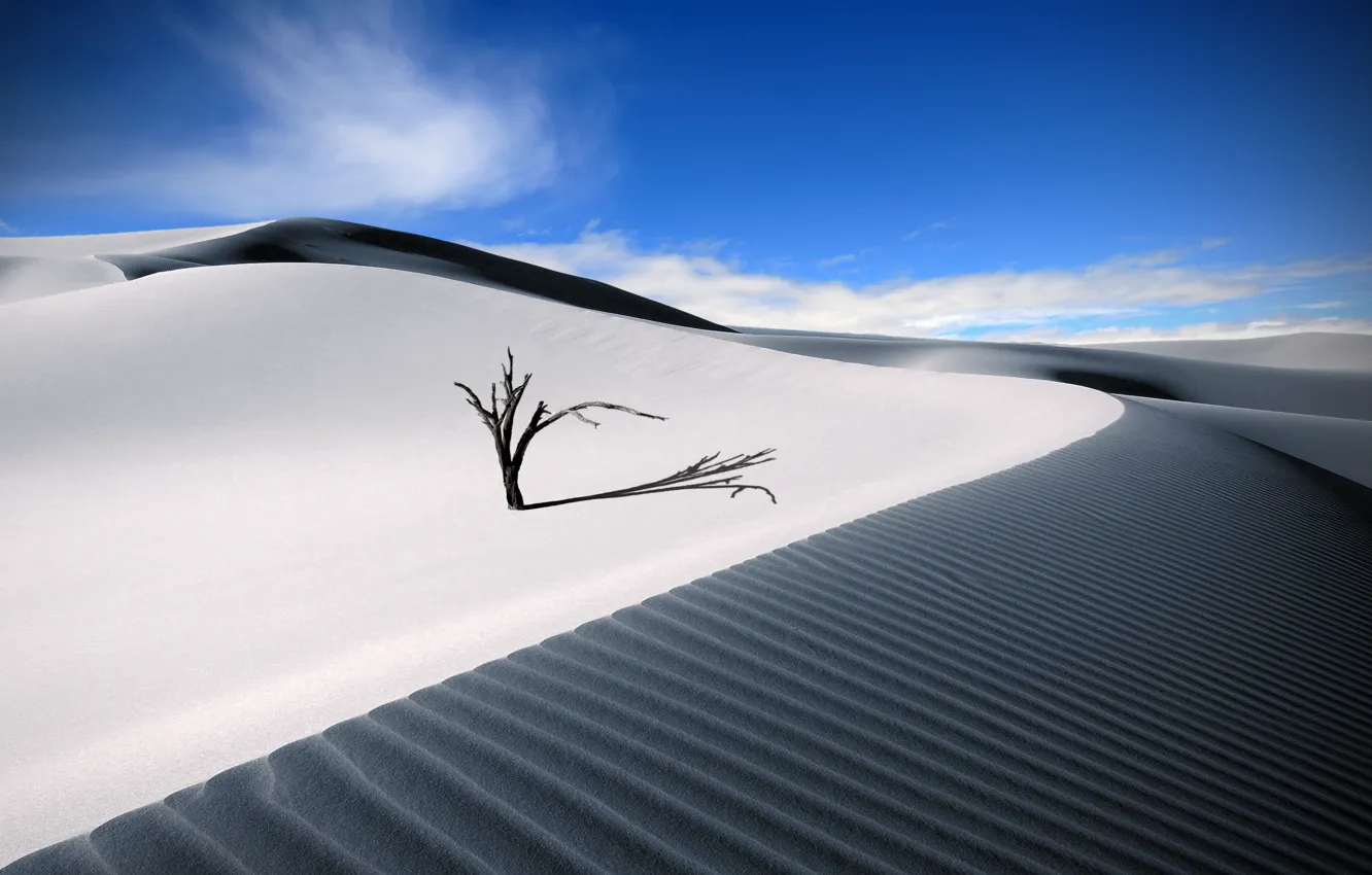 Фото обои песок, лето, небо, пустыня, деревцо