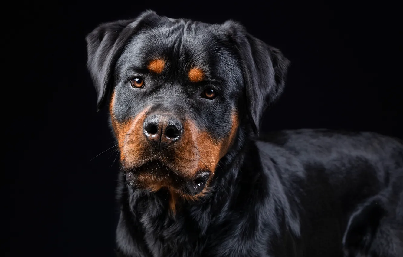 Фото обои взгляд, морда, собака, Ротвейлер, чёрный фон